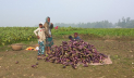 বেগুনের কেজি ৮ টাকা, দিশেহারা কৃষক 
