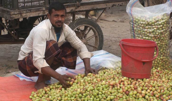 কুল বাগানে চলে ১৫ হাজার নারী-পুরুষের জীবিকা