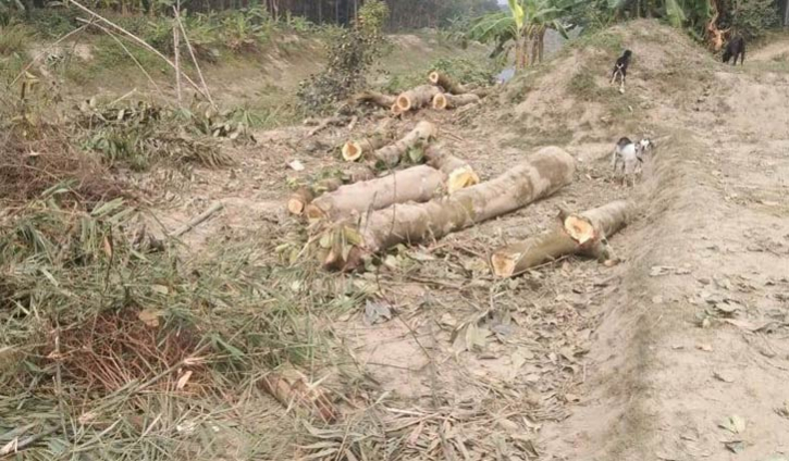 জমি দখল চেষ্টার অভিযোগ, কেটে ফেলা হয়েছে গাছপালা