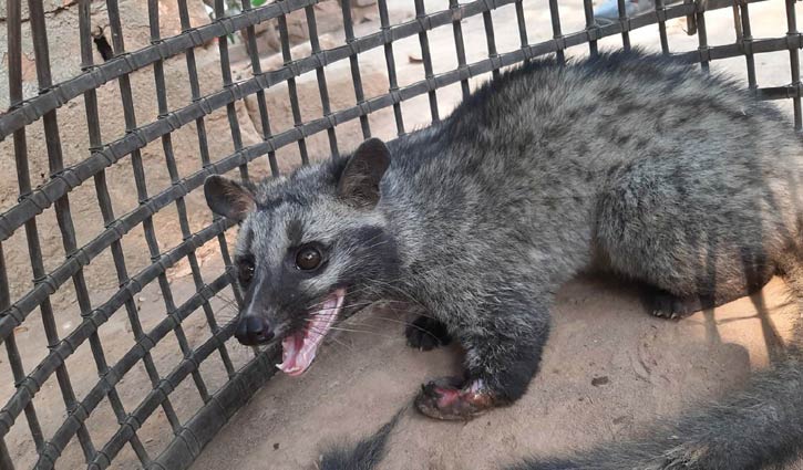 বিপন্ন গন্ধগোকুল উদ্ধার