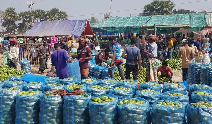 খিরার বাম্পার ফলন, সিরাজগঞ্জ থেকে যাচ্ছে সারা দেশে