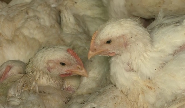 এইচ৫এন১ ভাইরাস: মুরগি ‘আপাতত’ না খাওয়ার পরামর্শ