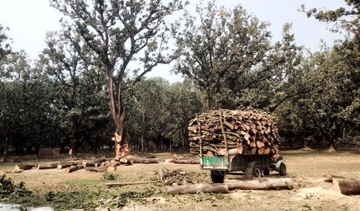 কেটে ফেলা হচ্ছে ফজলি আম গাছ