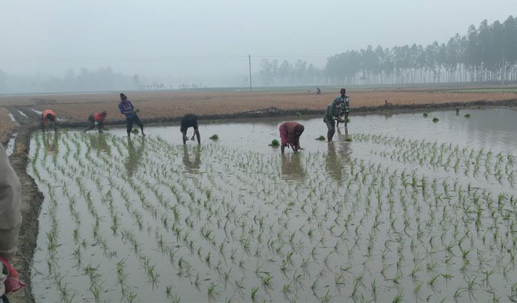 দিনাজপুরে সর্বনিম্ন তাপমাত্রা ১৩.১ ডিগ্রি সেলসিয়াস 
