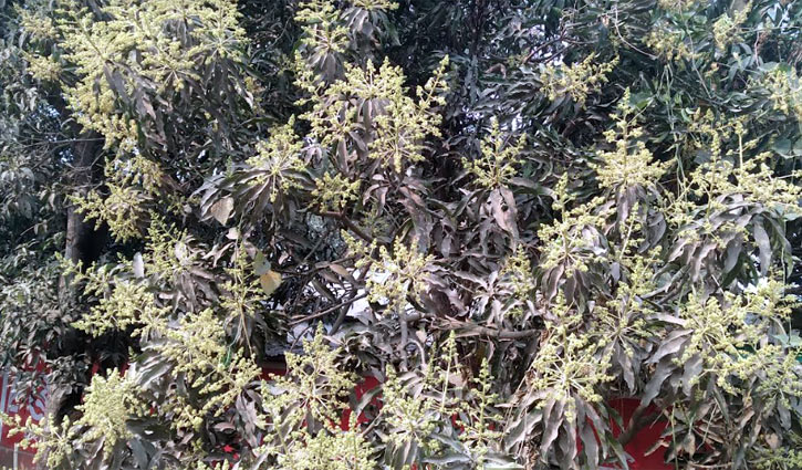 সবুজ পাতার ফাঁকে উঁকি দিচ্ছে আমের মুকুল