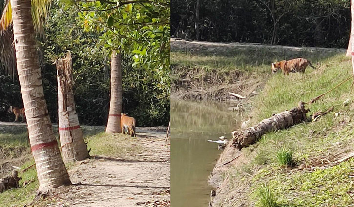 Panic grips as three tigers spotted near forest office in Sundarbans Panic grips as three tigers spotted near forest office in Sundarbans