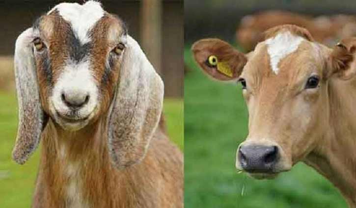 Number of goats surpass cows in Bangladesh