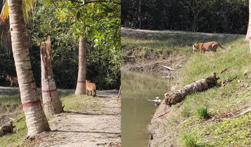 Panic grips as three tigers spotted near forest office in Sundarbans