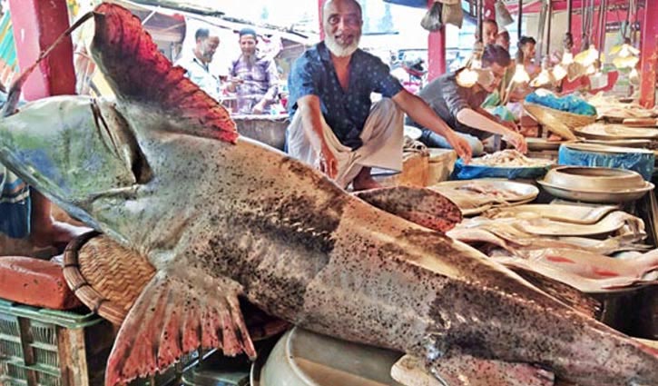Giant Bagha Ayer netted in Sylhet