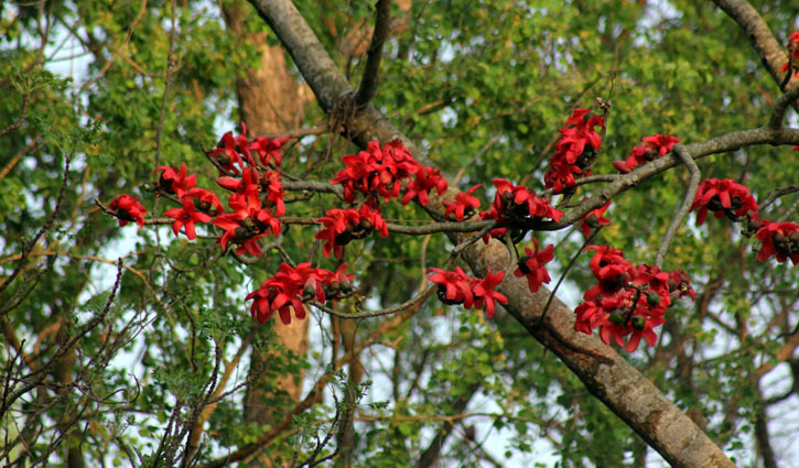 ইবিতে মুগ্ধতা ছড়াচ্ছে পলাশ-শিমুল ফুল