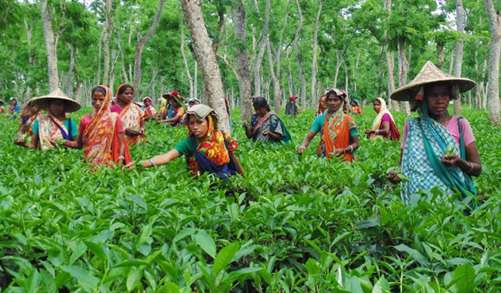 চা শ্রমিকরা বকেয়া মজুরি ১১ হাজার টাকা করে পাবেন