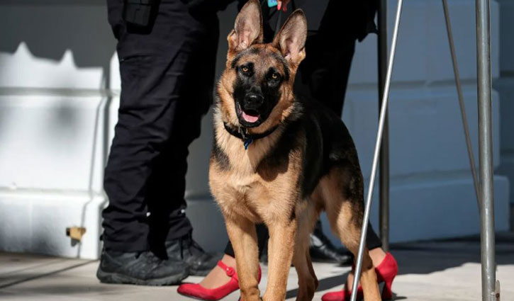 গোয়েন্দা কর্মকর্তাসহ অন্তত ১০ জনকে কামড় দিয়েছে বাইডেনের কুকুর