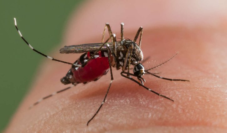 Initiatives being taken to develop dengue vaccine: BSMMU VC