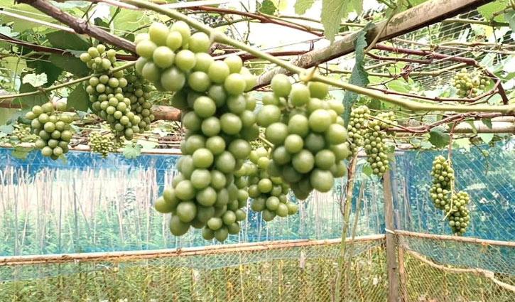 গাজীপুরে মিষ্টি আঙুর ফলিয়ে সাড়া ফেলেছেন কৃষক আতিকুল্লাহ