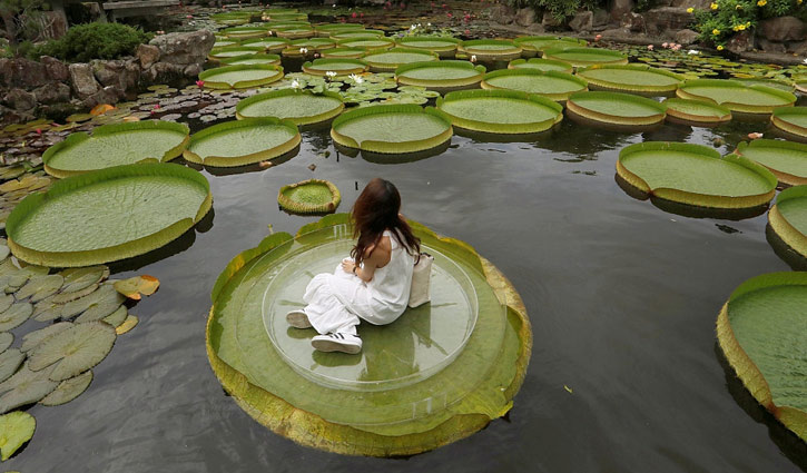যে ফুলের পাতায় ভাসতে পারে মানুষ