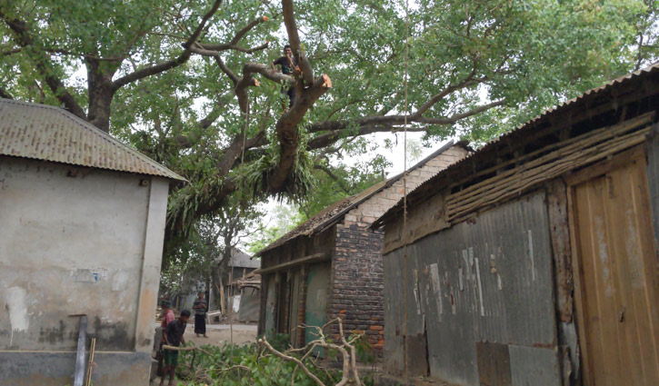 ধামরাইয়ে চেয়ারম্যানের নির্দেশে কেটে ফেলা হচ্ছে শতবর্ষী বটগাছ