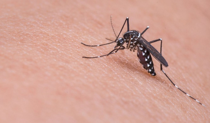 মৃত মশার সহায়তায় চোর ধরলো পুলিশ