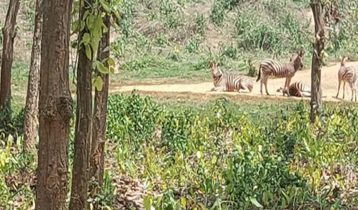 বঙ্গবন্ধু সাফারি পার্কে জেব্রার পালে নতুন শাবক