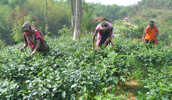 লালমাই পাহাড়ে বাণিজ্যিকভাবে চা উৎপাদন শুরু 