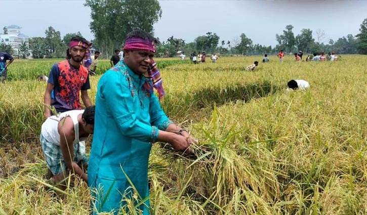 কৃষকের ধান কেটে বাড়িতে পৌঁছে দিলো আ. লীগ কর্মীরা