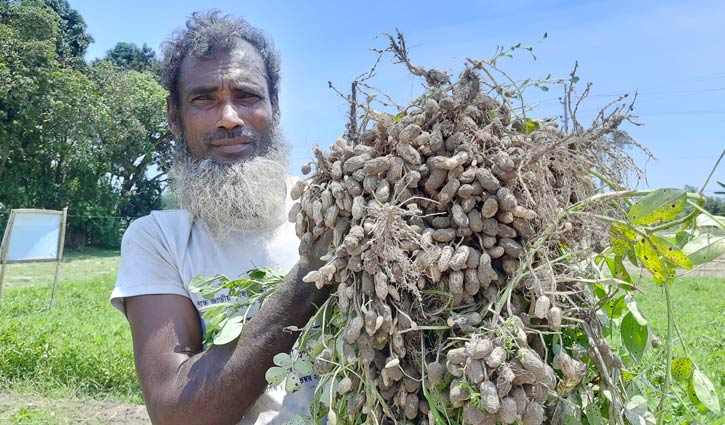 চীনা বাদামে আরফান আলীর সাফল্য 