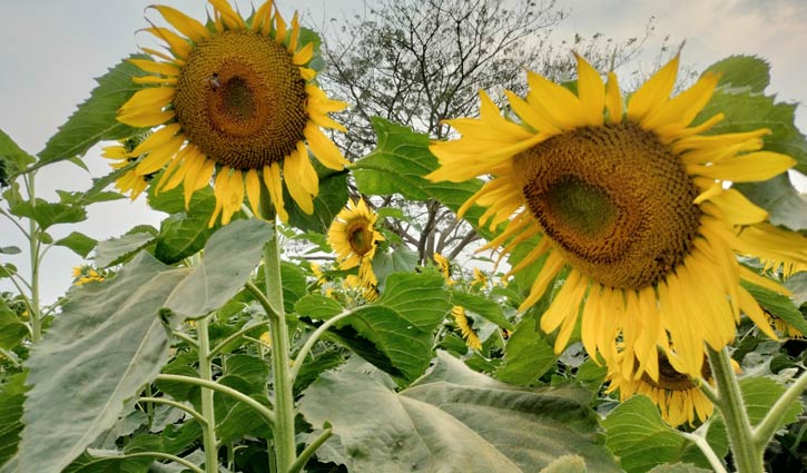 সূর্যমুখীর হাসিতে কৃষকের মনে প্রশান্তি