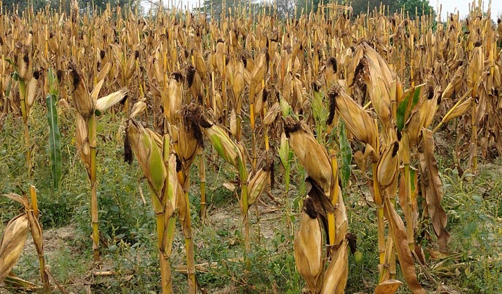 ভুট্টার বাম্পার ফলনে লাভের আশায় কৃষক