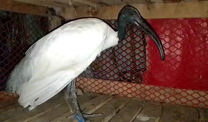 কালোমাথা কাস্তেচরা পাখি উদ্ধার 