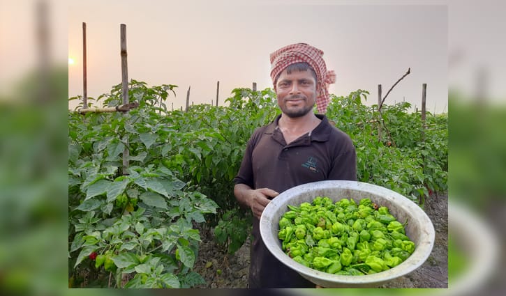 হাওরে নাগা মরিচ চাষে এনামুলের চমক