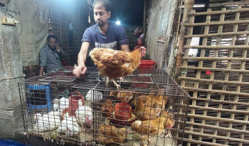 ‘ব্রয়লার মুরগি আর গরিবের নেই’