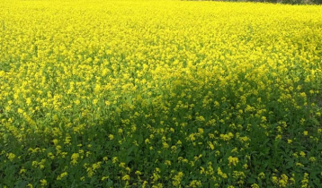 সুবর্ণচরে সরিষার বাম্পার ফলনের সম্ভাবনা
