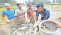 মৎস্য খাতে বিনিয়োগে বিদেশিদের আহ্বান প্রাণিসম্পদমন্ত্রীর