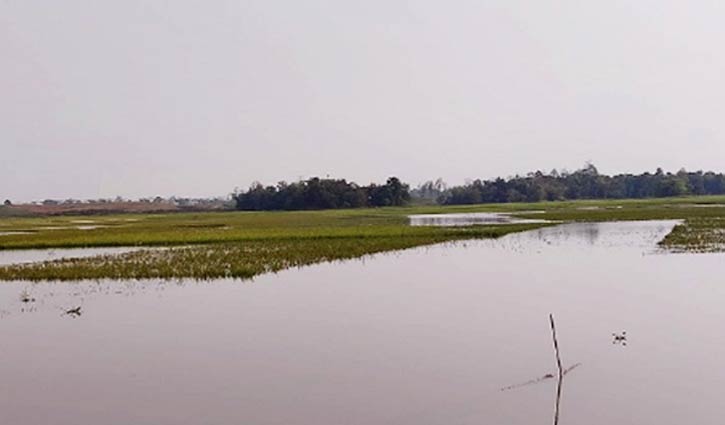 ভারী বর্ষণ ও ঢলের আভাস: হাওরের ধান কাটতে মাইকিং