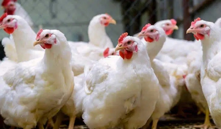 ব্রয়লারের দাম কেজিতে ১০০ টাকা কমেছে: ভোক্তার ডিজি