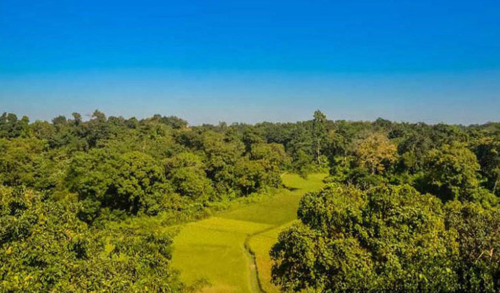 সংরক্ষিত ও প্রাকৃতিক বনাঞ্চলে গাছ কাটার ওপর নিষেধাজ্ঞা