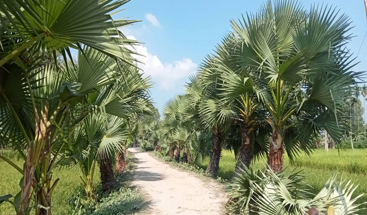 তালগাছের নৈসর্গিক দৃশ্যে আকৃষ্ট পথিক