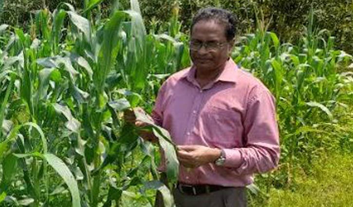 ক্যানসার প্রতিরোধী মিষ্টি ভূট্টার জাত উদ্ভাবন