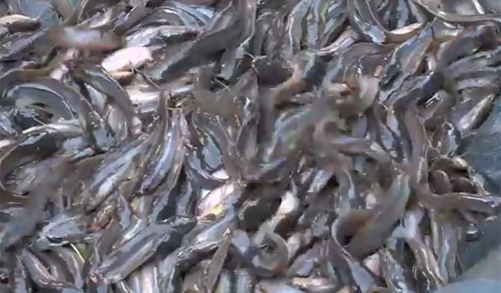 আফ্রিকান মাগুরের পোনা উৎপাদন করায় এক বছরের সাজা