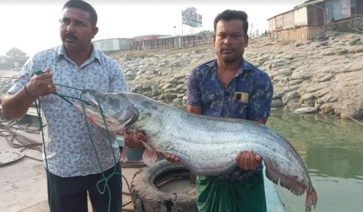 পদ্মার এক বোয়ালের দাম ৪৫ হাজার টাকা