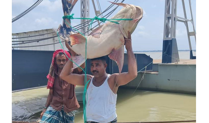 পদ্মায় ধরা পড়ল ৩৬ কেজি ওজনের বাঘাইড়