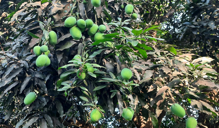 আমের রাজ্যে ২৪০০ কোটি টাকা বাণিজ্যের সম্ভাবনা