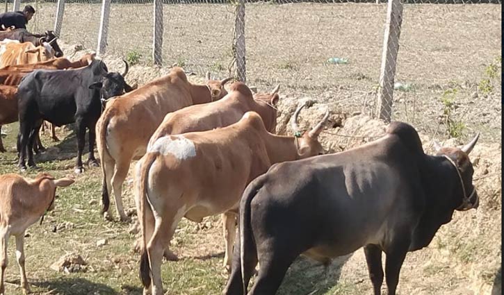 অবৈধ পথে আসছে মিয়ানমারের গরু, লোকসানের মুখে খামারিরা 