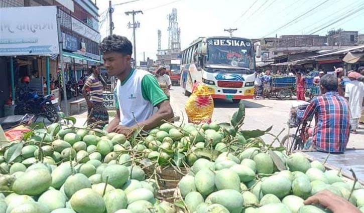 কানসাটে খিরশাপাত আমের মণ ২৫০০ টাকা