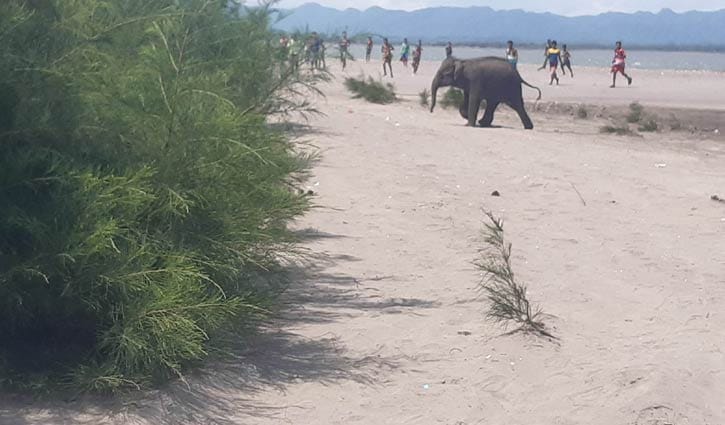 মিয়ানমার থেকে আসা হাতির শাবক এখনো উদ্ধার হয়নি