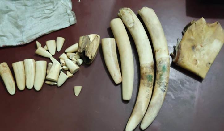 চট্টগ্রামে কোটি টাকার হাতির দাঁত ও হরিণের চামড়া জব্দ