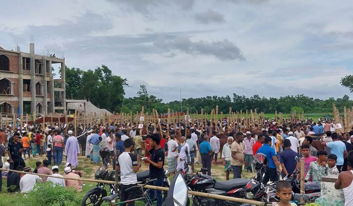 কুমিল্লায় জমে উঠেছে পশুর হাট