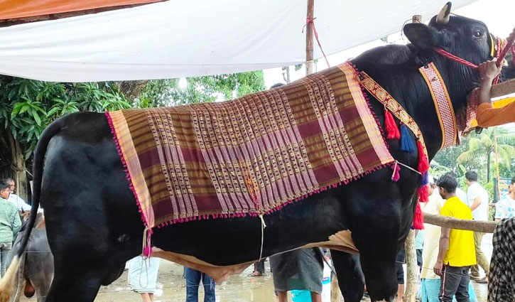 কক্সবাজারে বাজার রাঙিয়েছে ‘রাজা’