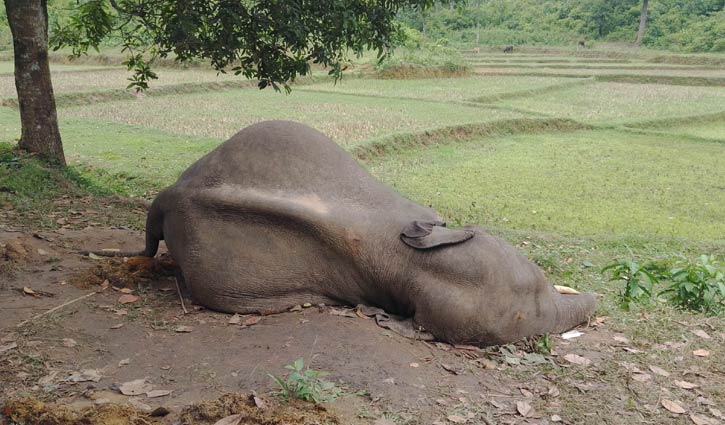 সংরক্ষিত বনে গুলিবিদ্ধ হাতির মৃত্যু