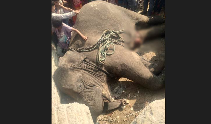 উত্তরায় ট্রেনের ধাক্কায় হাতির মৃত্যু