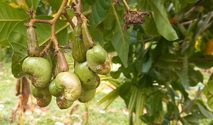 গাড়ো পাহাড়ে চাষ হচ্ছে কাজু বাদাম